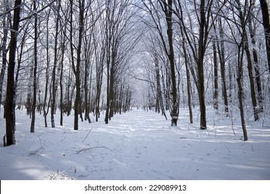 Winter In The Woods