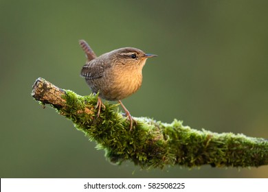 Winter Wren