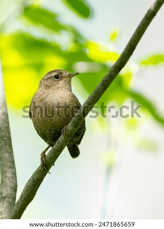 Similar – Image, Stock Photo Curious bird Nature Animal