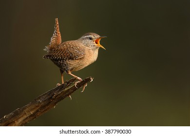 Winter Wren Singing Over Natural Green Stock Photo 387790030 | Shutterstock