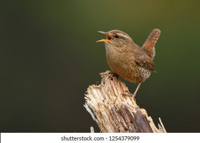 Winter Wren, Troglodytes Troglodytes