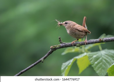 Winter Wren (Troglodytes Troglodyte) On A Branch In The Forest Of Noord Brabant In The Netherlands.  Showing Insect Food In Her Mouth To Feed Her Chicks, Beautiful Brown Bird.