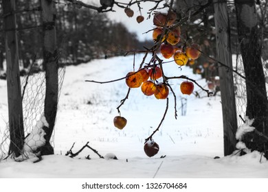 Winter-Apples in Black&White scenery