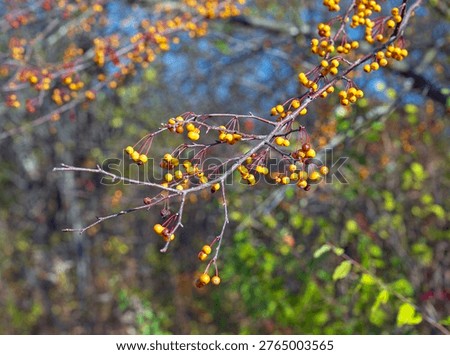 Winterberries in Yellow Phase in the Fall in Crabtree Nature Preserve in Illinois