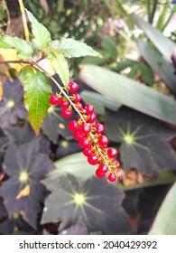 Winterberry Holly And Its Dazzling Winter Fruit