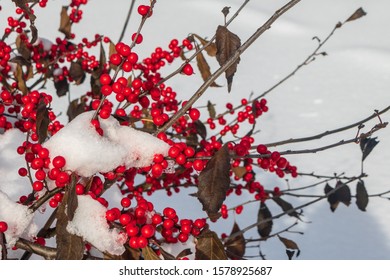 Winterberry Holly In The Snow