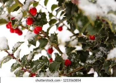 Winterberry And Snow.