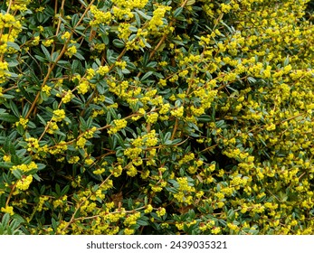 Un arbusto de barbacoa de invierno (Berberis julianae) brotes compactos. Arqueadas y péndulas ramitas espinosas de color gris a cobre con racimos de inflorescencia primaveral amarillo-dorada