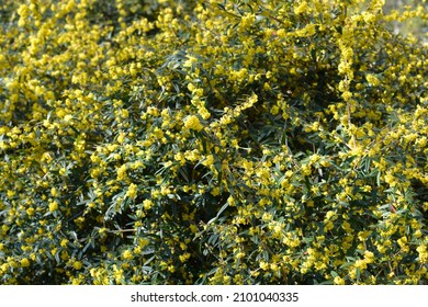 Wintergreen Barberry Shrub - Latin Name - Berberis Julianae