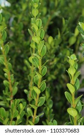 Wintergreen Boxwood Bush - Hedge