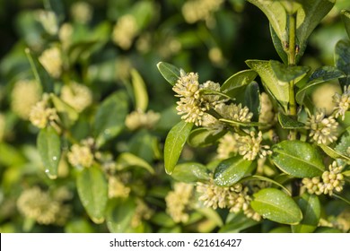 Wintergreen Bush Flowers.