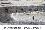 Wintering birds on ice floe - migratory wild ducks on the ice water on a freezing river