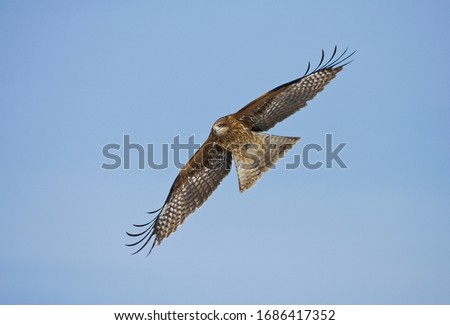 Similar – Awesome bird of prey in flight