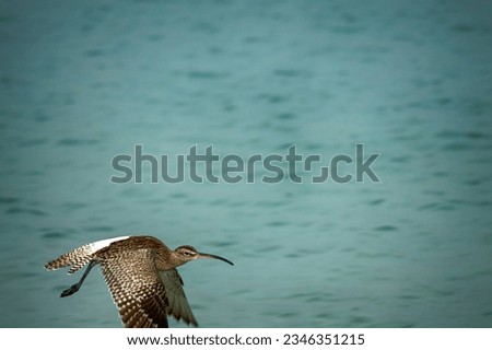 A wintering European curlew (Numenius arquata) feeds on the coast of the Persian Gulf, sticks its long curved beak deep into the sand, sandy beach, interstitial fauna sounding