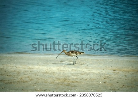 A wintering European curlew (Numenius arquata) feeds on the coast of the Persian Gulf, sticks its long curved beak deep into the sand, sandy beach, interstitial fauna sounding