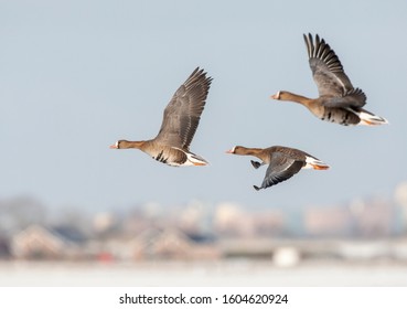 Wintering Greater White-fronted Geese (Anser albifrons albifrons) in the Netherlands. Three birds in flight over snow covered Dutch rural landscape. - Powered by Shutterstock