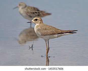 Wintering Oriental Plover (Charadrius Veredus) In Australia. About 90% Of The Oriental Plovers That Make The Long Journey South Overwinter In Australia.