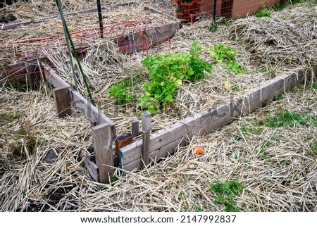 Winterized kitchen garden, raised planting bed covered with straw and wood shavings for weed prevention
