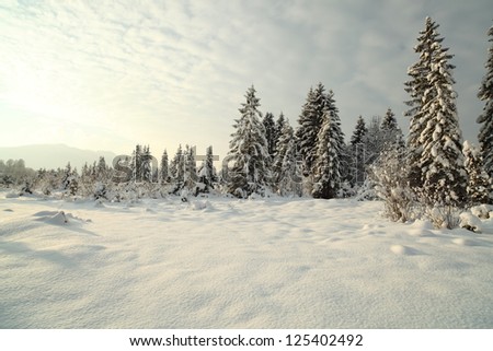 winterland