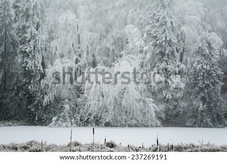 Winterland