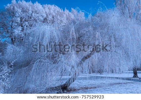 
Winterland