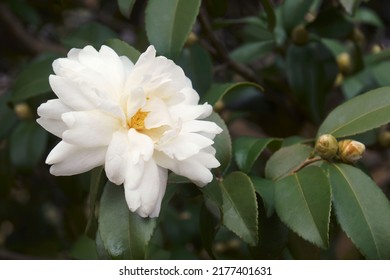Winter's Waterlily camellia (Camellia 'Winter's Waterlily'). Hybrid between Camellia sasanqua and Camellia oleifera
