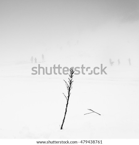 Image, Stock Photo Tidied Environment Nature