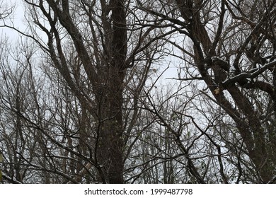 Wintertime Trees In Jackson Michigan