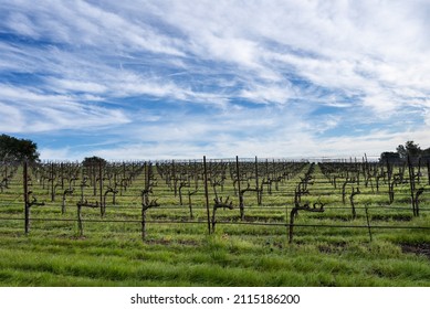 Winter-trimmed Grape Vines In A Sonoma County Vineyard Under A Blue Sky Filled With Cirrus Clouds.