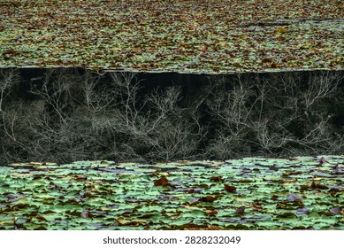 Winter-withered trees reflected in the gaps between aquatic plants