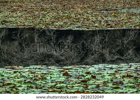 Winter-withered trees reflected in the gaps between aquatic plants