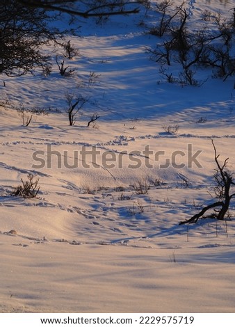 Winterwonderland with trails in the snow. Cold Nature in winterseason.