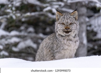 362 Cats alberta Images, Stock Photos & Vectors | Shutterstock