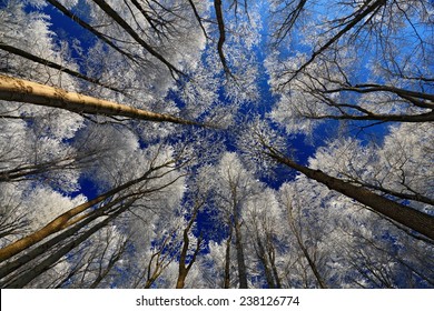 Wintery landscape with rime on the trees with dark blue sky in background.