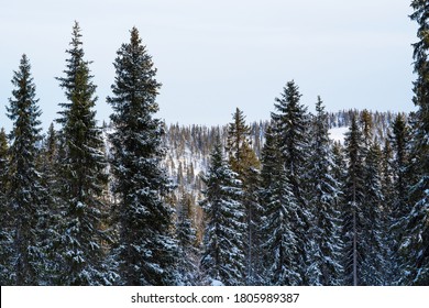 Wintery and snowy taiga forest on hillside near Kuusamo, Northern Finland.