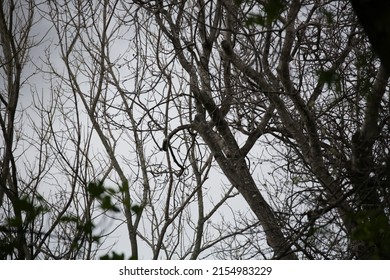 Wintery Tree Tops With No Leaves Against A Grey Sky