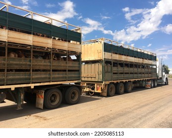 WINTON, QLD - SEP 17 2022:Large Cattle Trailer Road Train. Australia Is The World's Largest Live Exporter Of Animals For Slaughter.