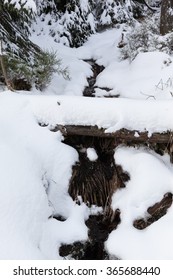 wintry forest