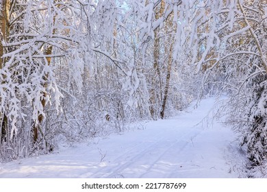 Wintry Forest With Ski Tracks