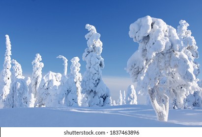 Wintry Landscape With Snow Covered Trees And Snowy Forest. Finnish Lapland, Finland, Northern Europe