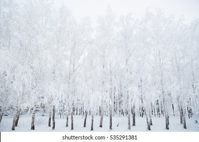 46,510 Snowy birch trees Stock Photos, Images & Photography | Shutterstock