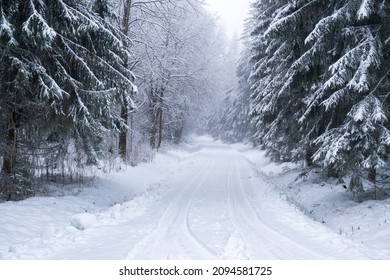 Wintry road in a forest