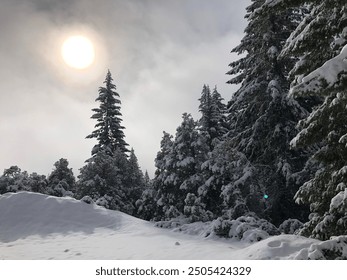 Wintry snow-covered forest scene with diffused sunlight