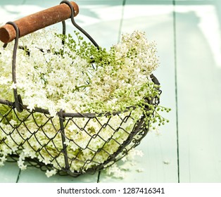 Wire basket filled with fresh white elderflowers a therapeutic herb used in alternative medicine for diabetes, sinusitis and as a diuretic