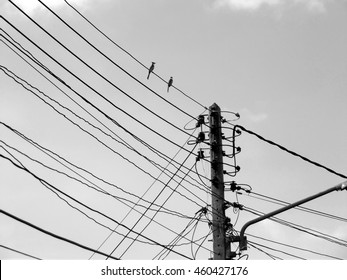 wire birds sky electricity cable line black and white background