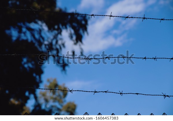wire fence between sky\
and tree leaves