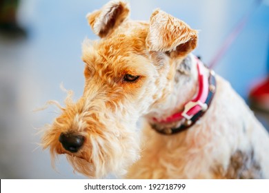 Short Haired Fox Terrier Images Stock Photos Vectors Shutterstock