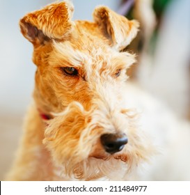 Short Haired Fox Terrier Images Stock Photos Vectors Shutterstock