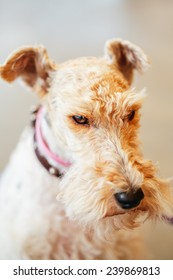 Short Haired Fox Terrier Images Stock Photos Vectors Shutterstock