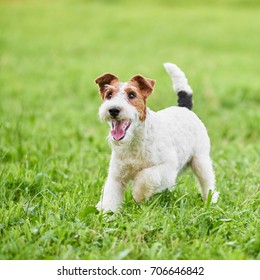Wire fox terrier dog enjoying running outdoors in the park copyspace green grass nature happiness lifestyle health animals. 